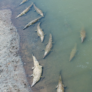 Tarcoles bridge - American crocodiles